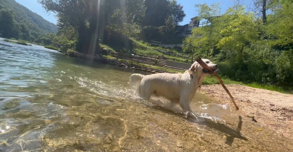 Fluss Una in Bosnien, glücklicher Hund im erfrischenden Wasser